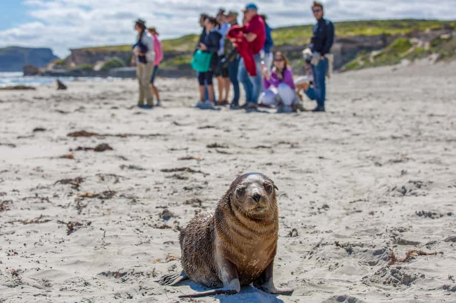 Kangaroo Island Full Day Experience by Ferry Including Lunch - Flinders Chase National Park and its rugged coast