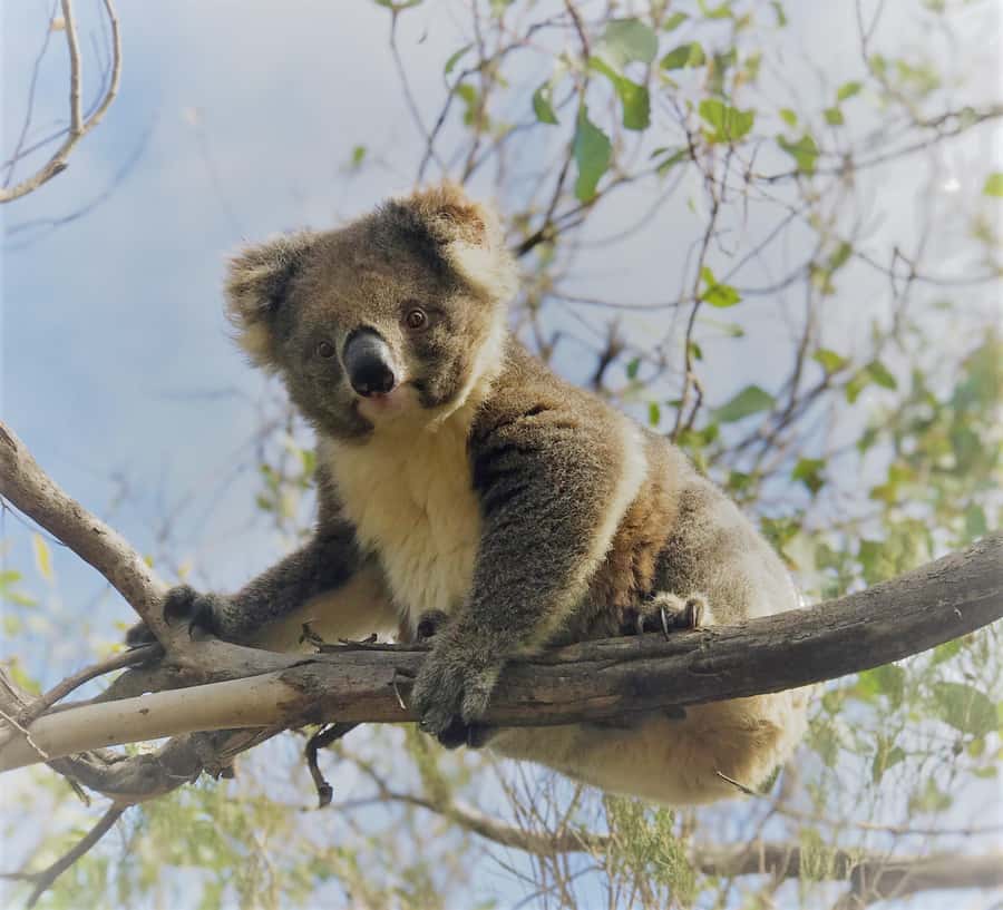 Kangaroo Island: Scenic, Nature & Wildlife Tour - Guide quality is a major part of the value