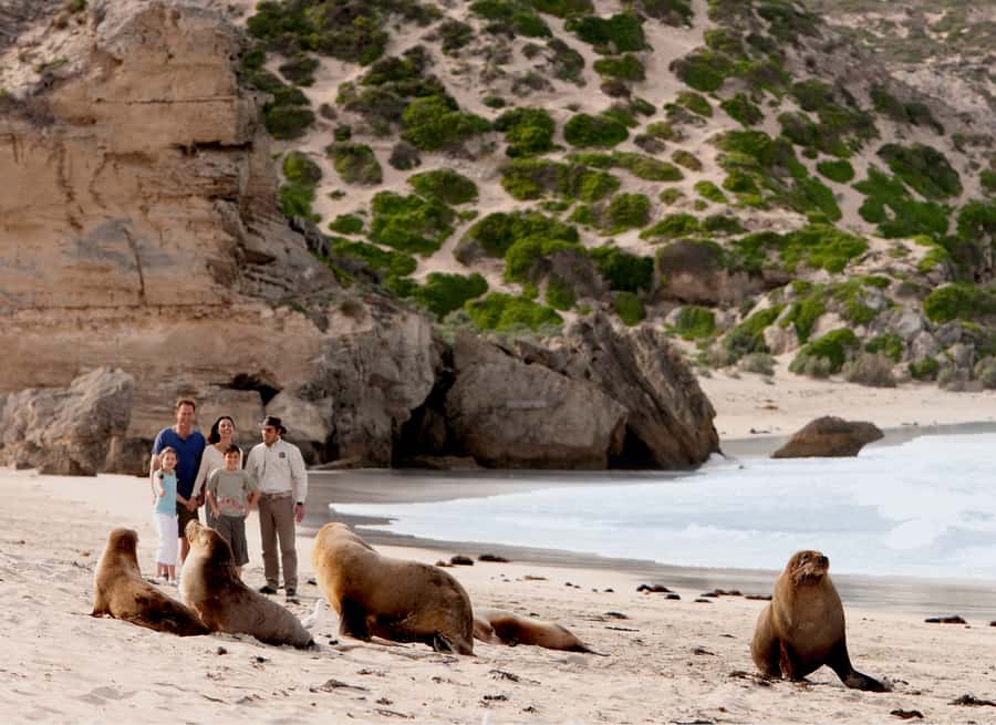 Kangaroo Island: Scenic, Nature & Wildlife Tour - Why this full-day island tour works