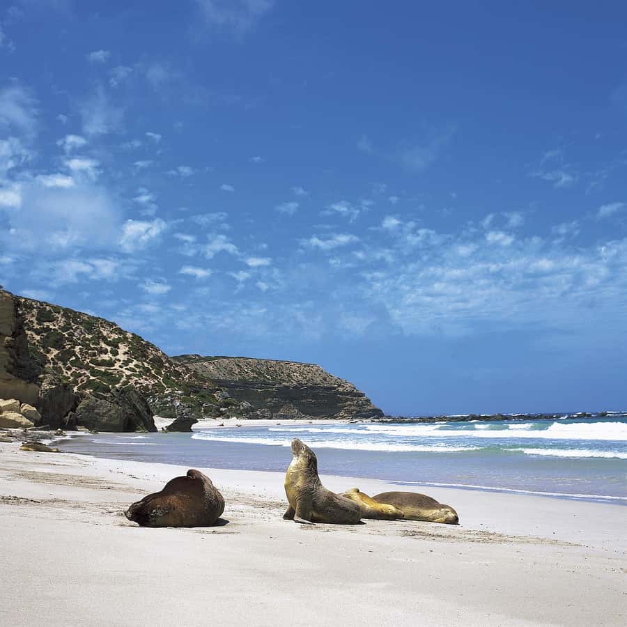 Kangaroo Island: Scenic, Nature & Wildlife Tour - Wildlife spotting is where the guides earn their keep