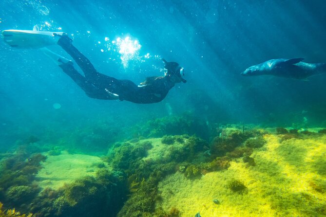 Kangaroo Island - Swim with Dolphins/Seals/Coastal Snorkel - Getting fitted at Howard Drive