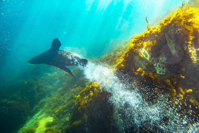 Kangaroo Island - Swim with Dolphins/Seals/Coastal Snorkel - The crew and safety setup