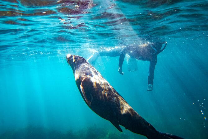 Kangaroo Island - Swim with Dolphins/Seals/Coastal Snorkel - Christmas Cove Marina and the first wildlife search