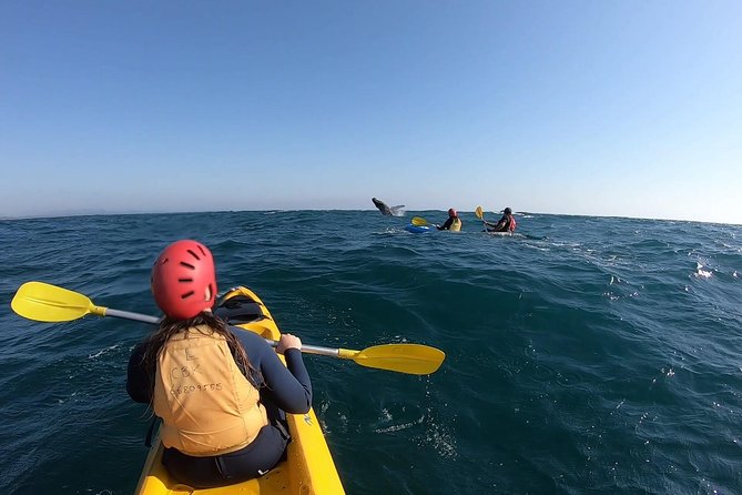 Kayaking with Dolphins in Byron Bay Guided Tour - Guides, safety, and group atmosphere