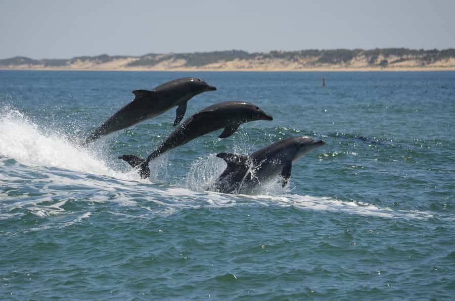 Koombana Bay: Dolphin Eco Cruise - Key points before you book