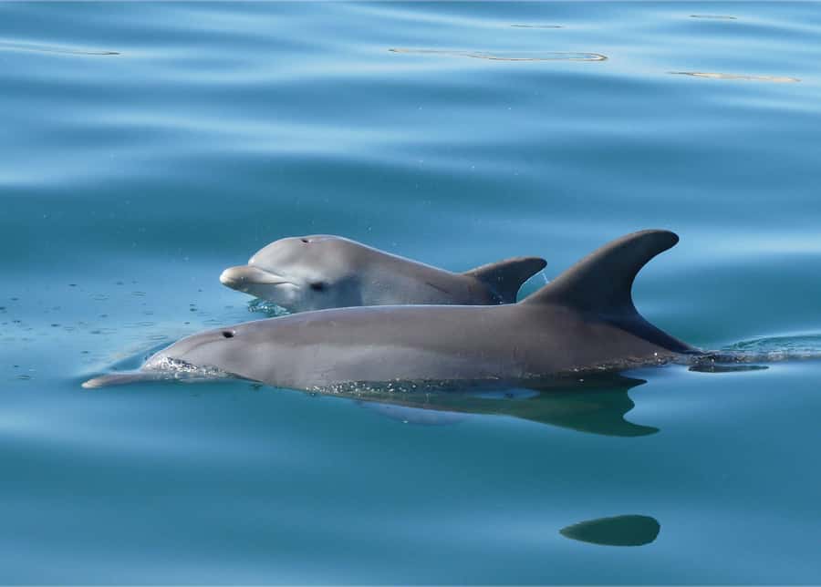 Koombana Bay: Dolphin Eco Cruise - Should you book the Koombana Bay Dolphin Eco Cruise?