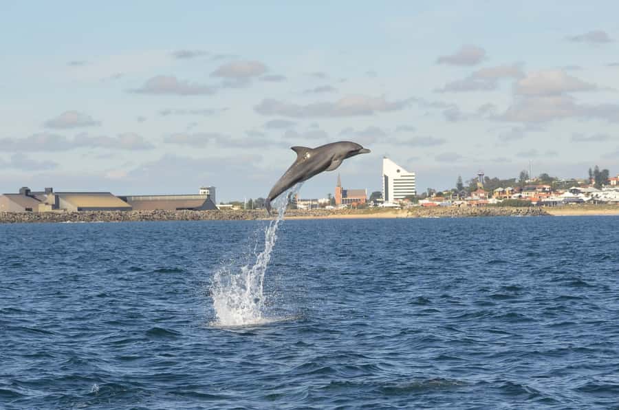 Koombana Bay: Dolphin Eco Cruise - The boat ride and the search for dolphins
