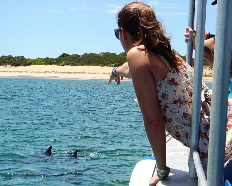 Koombana Bay: Dolphin Eco Cruise - Seeing pods, babies, and everyday dolphin behavior