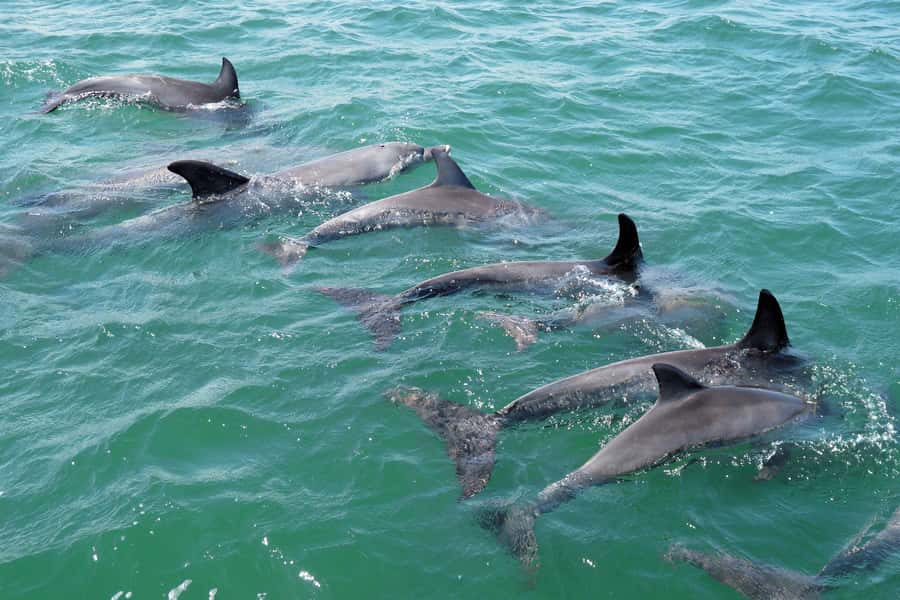 Koombana Bay: Dolphin Eco Cruise - Why the 300-degree layout helps