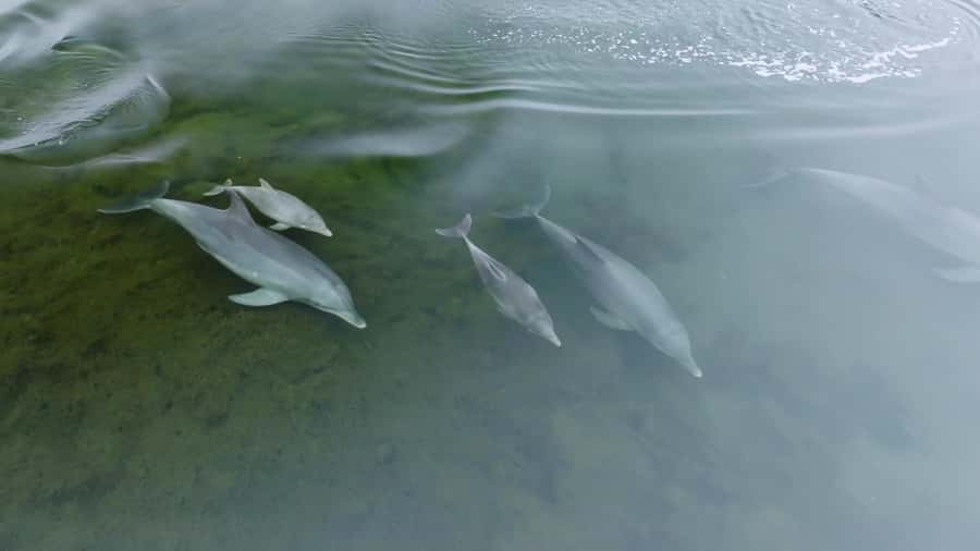 Koombana Bay: Dolphin Eco Cruise - A good choice for families and mixed-age groups