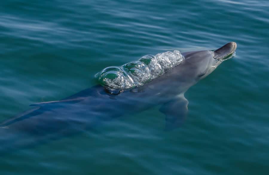 Koombana Bay: Dolphin Eco Cruise - Starting at the Dolphin Discovery Centre