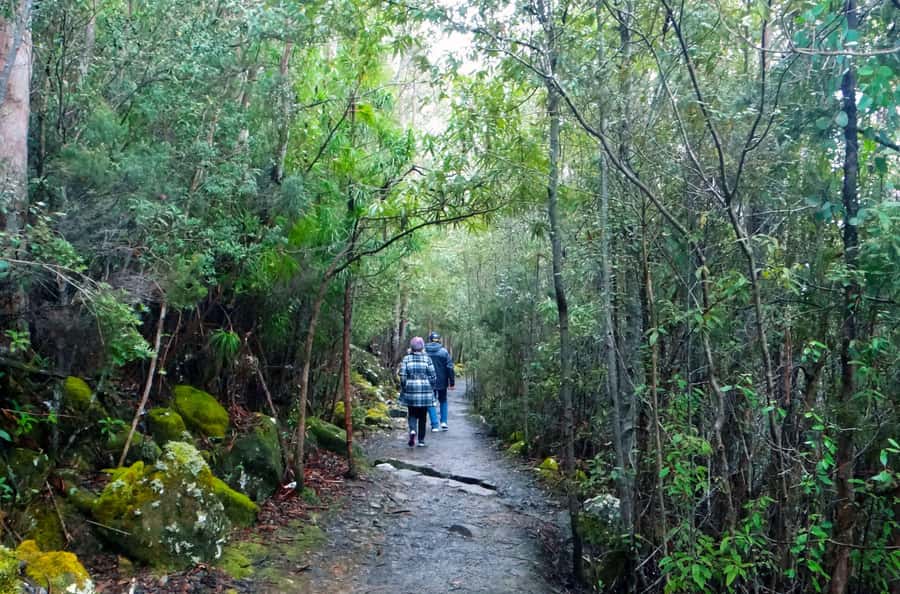 Kunanyi & Mt Wellington Explorer Bus: One-Way Bus Pass - Practical tips for a smoother day