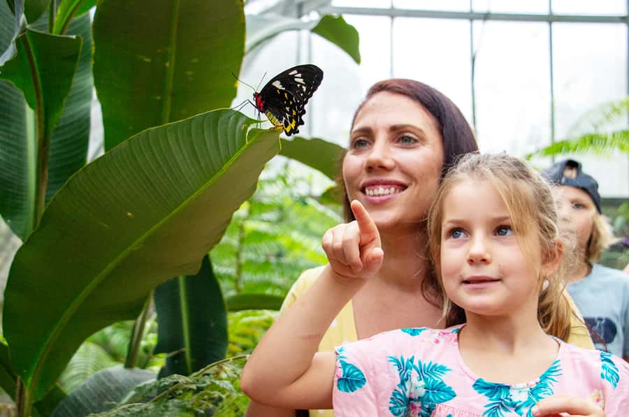 Kuranda: Australian Butterfly Sanctuary - Key points to know before you go
