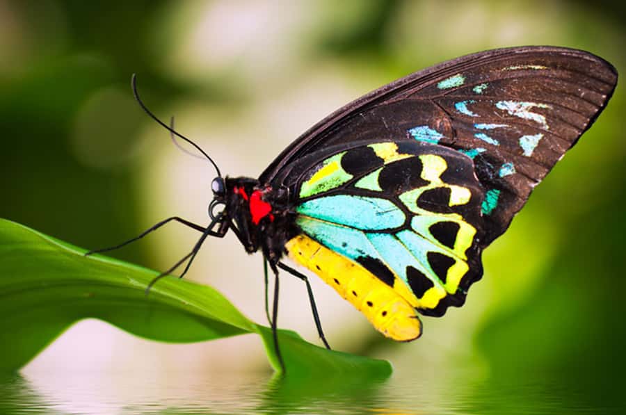 Kuranda: Australian Butterfly Sanctuary - Following the butterfly life cycle