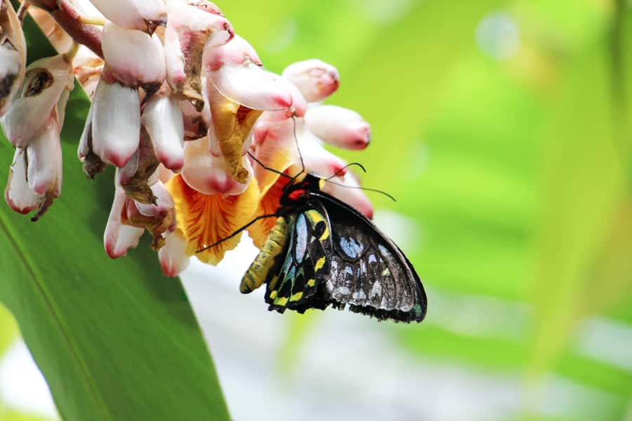 Kuranda: Australian Butterfly Sanctuary - Looking through the breeding laboratory windows