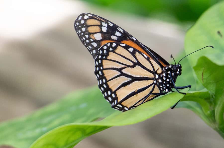 Kuranda: Australian Butterfly Sanctuary - Fitting the sanctuary into a Kuranda day