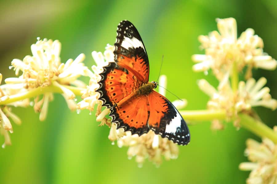 Kuranda: Australian Butterfly Sanctuary - Who will enjoy it most?