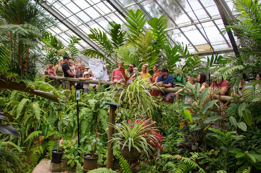 Kuranda: Australian Butterfly Sanctuary - Meeting the Cairns Birdwing