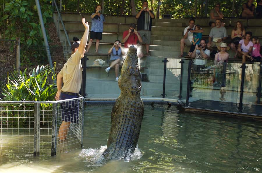 Kuranda & Hartley's Crocodile Adventures - The Kuranda Scenic Railway at 7:00 am
