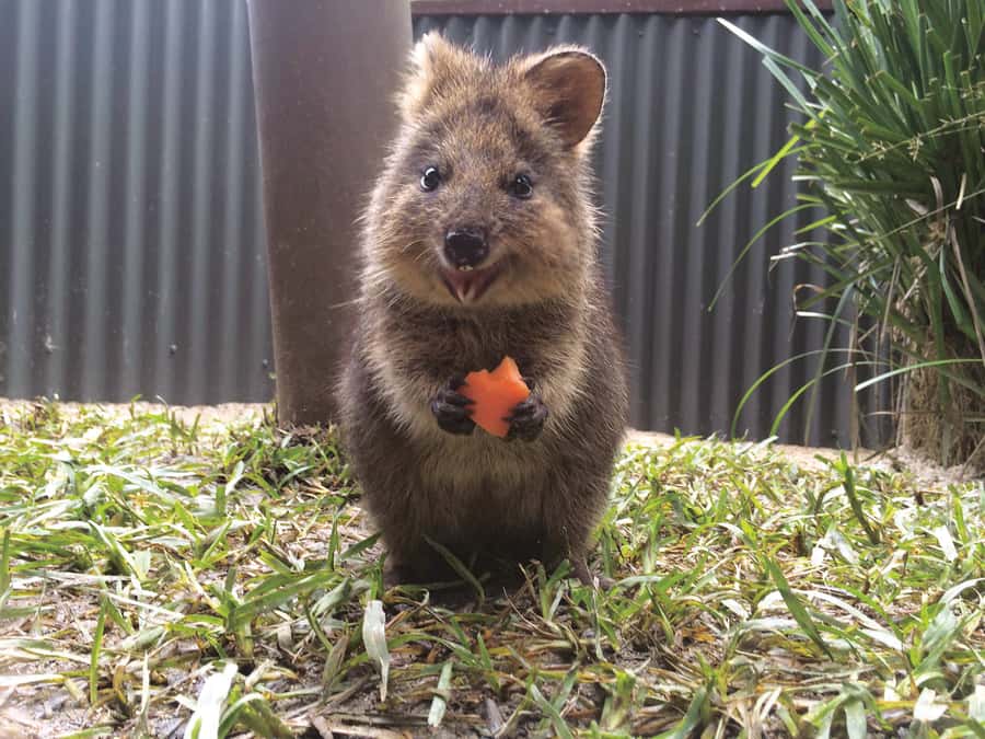 Kuranda Koala Gardens Park Entry - What the $15 Kuranda entry includes