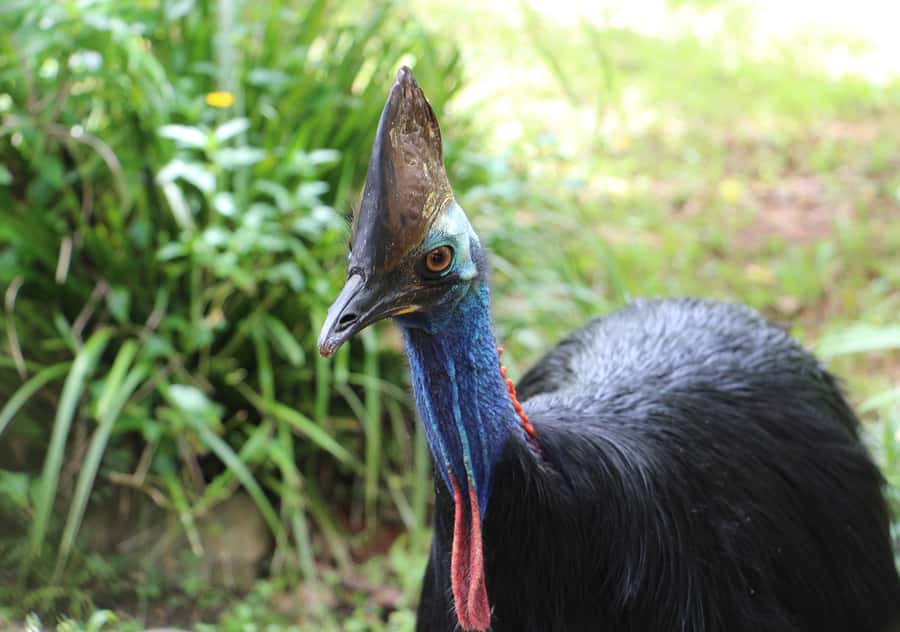 Kuranda: Rainforestation Nature Park - A quiet stop at the Tropical Fruit Orchard