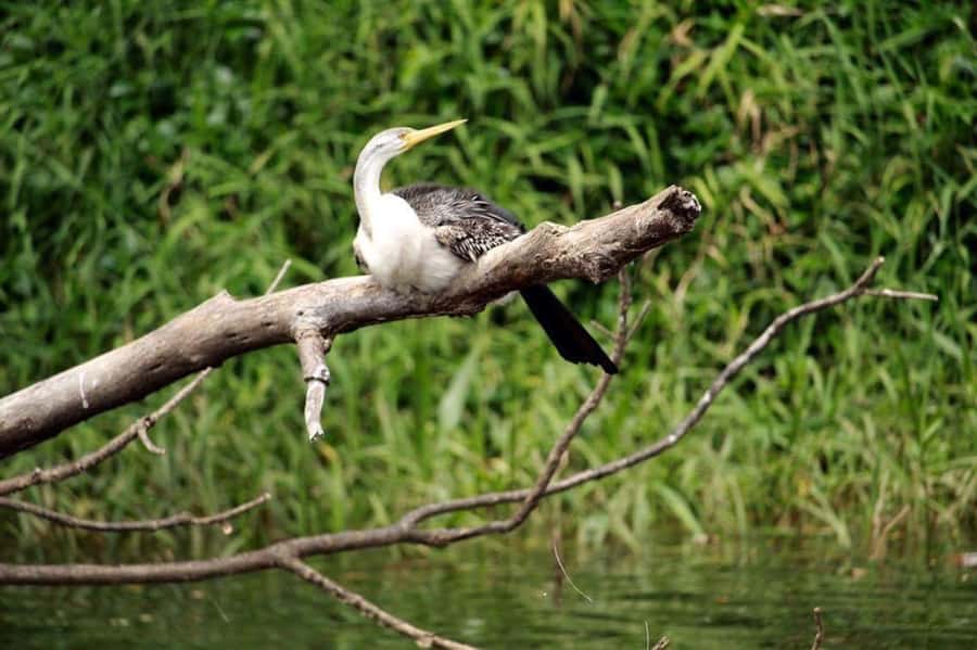 Kuranda: Riverboat Tour - Key points before you book
