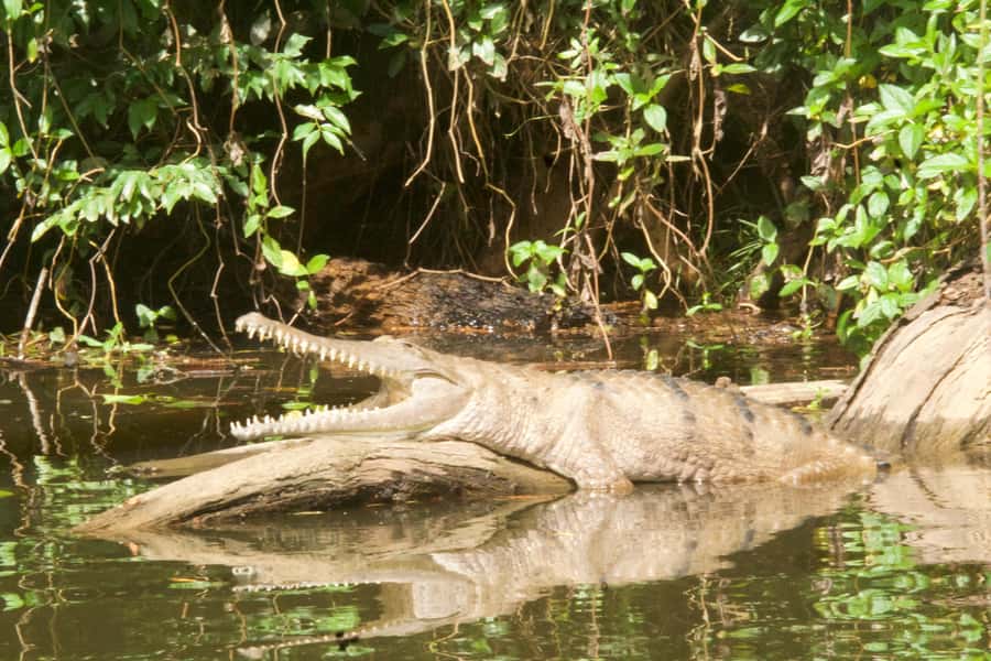 Kuranda: Riverboat Tour - Turtles, fish, and birds keep the ride interesting