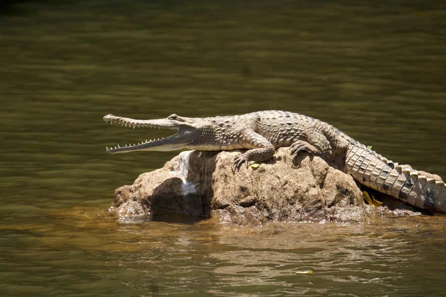 Kuranda: Riverboat Tour - The guides turn a simple ride into a local story
