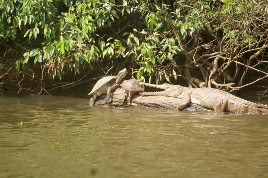 Kuranda: Riverboat Tour - Best for children, families, and an easy afternoon