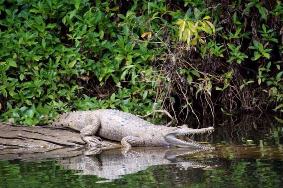 Kuranda: Riverboat Tour - A quiet 45-minute ride on the Barron River
