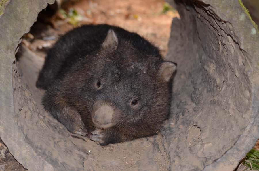 Kuranda Wildlife Experience: Koalas, Birds & Butterflies - Three Kuranda parks, one practical wildlife day