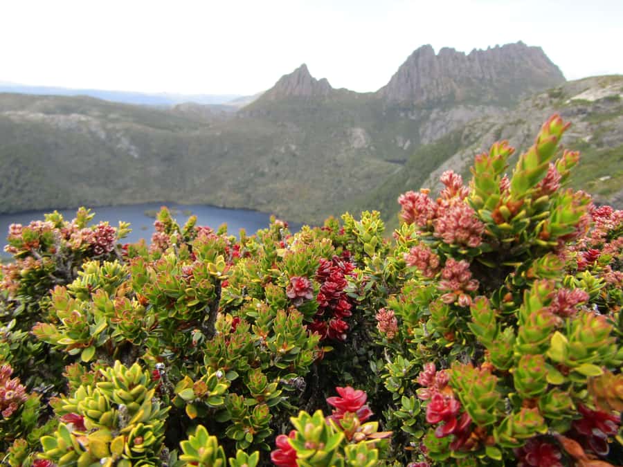Launceston: Cradle Mountain Guided Active Day Trip - Sheffield’s mural-lined main street