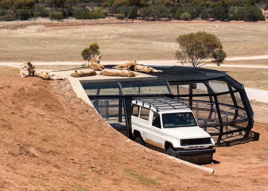 Lions 360 Experience and a Day at Monarto Safari Park - Key points before you book