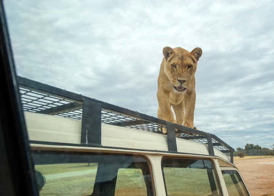 Lions 360 Experience and a Day at Monarto Safari Park - Why Lions 360 feels different from a normal zoo visit