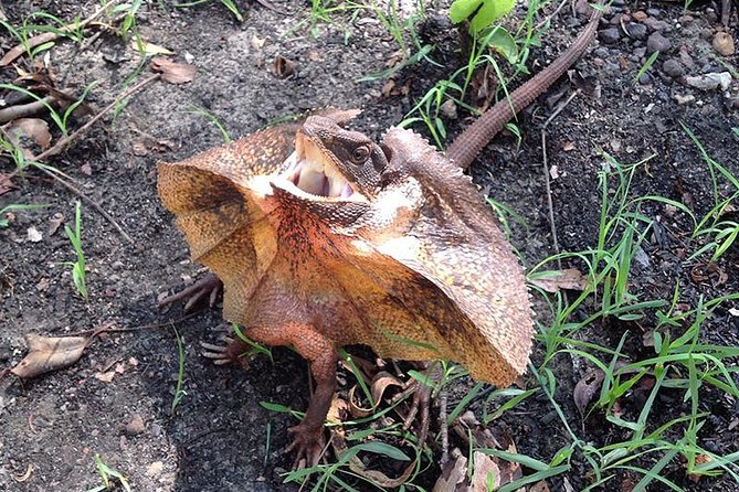 Litchfield National Park and Jumping Crocodile Cruise - Lunch, snacks, and the practical details