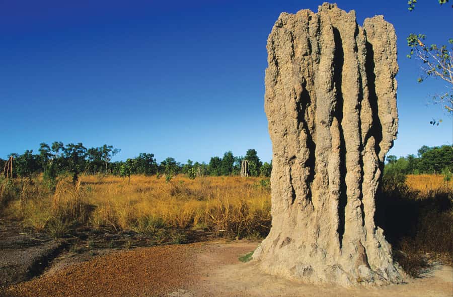 Litchfield National Park: Full-Day & Lunch from Darwin - The termite mounds: strange towers in the open country