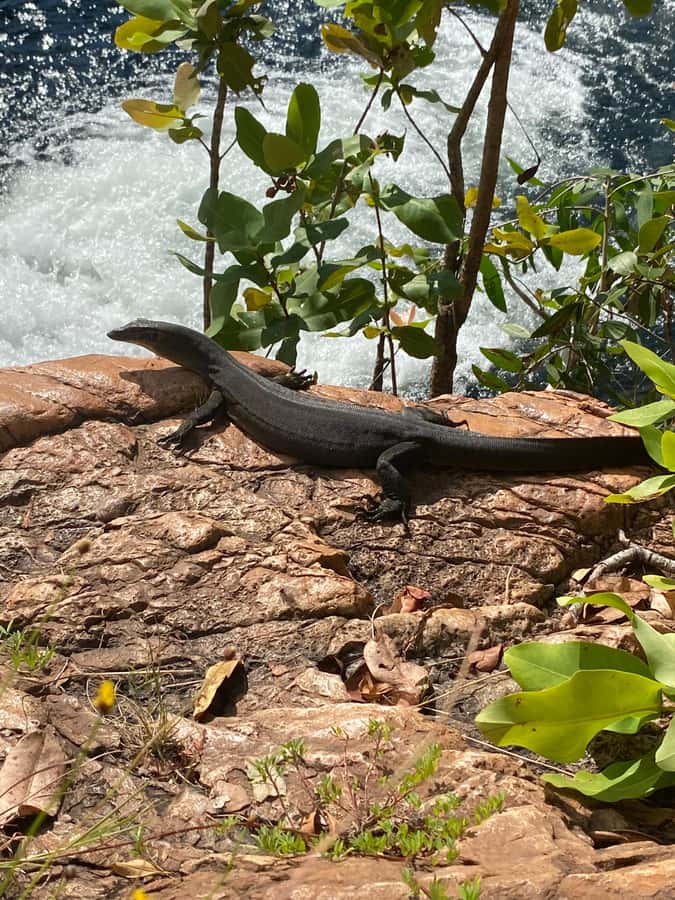 Litchfield VIP Tours, Litchfield National Park, Day Tours, - Buley Rockholes make the final water stops count
