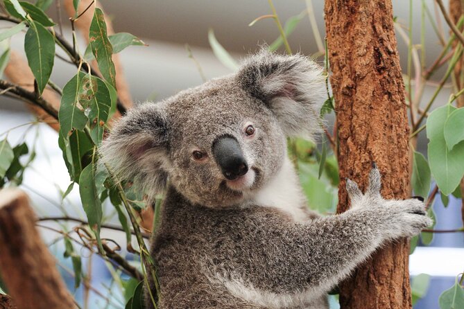 Lone Pine Koala Sanctuary Day Pass - Five things to know before you go