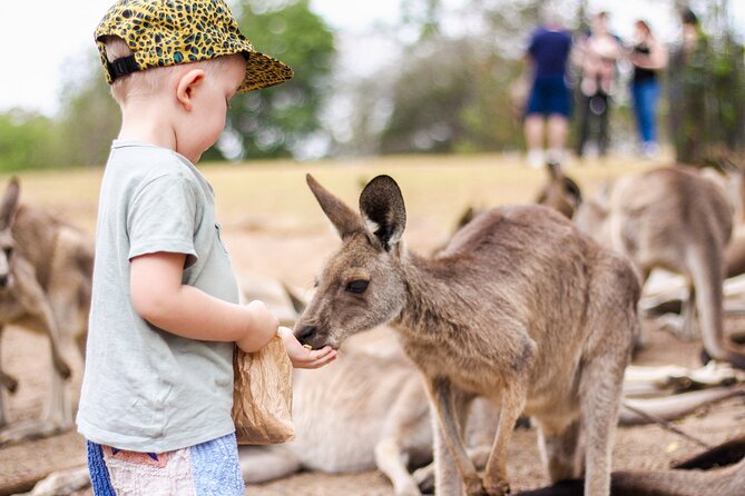 Lone Pine Koala Sanctuary Day Pass - Why Lone Pine works so well for a Brisbane day out