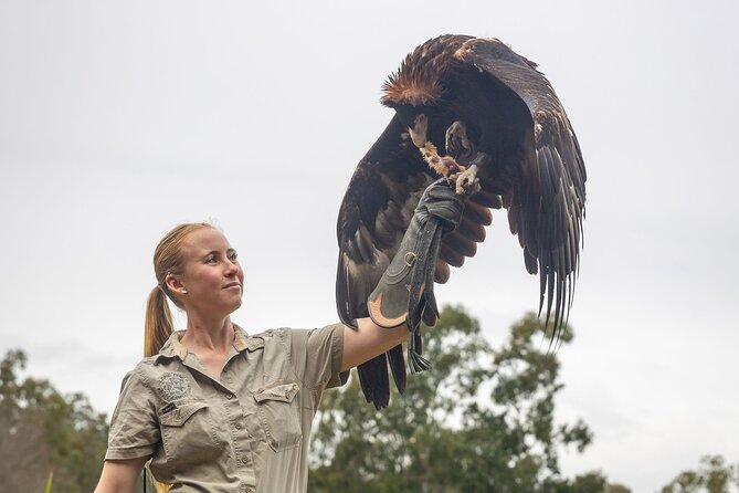 Lone Pine Koala Sanctuary Day Pass - Raptor flights and sheepdogs add welcome variety