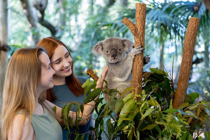 Lone Pine Koala Sanctuary Day Pass - Entering a sanctuary with more than 100 koalas