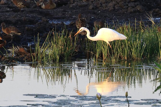 LookAbout Darwin Wetlands Wildlife Premium Tour Max 6 Guests - Key things to know before you book