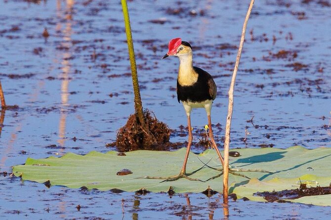 LookAbout Darwin Wetlands Wildlife Premium Tour Max 6 Guests - Why this small Darwin tour works so well