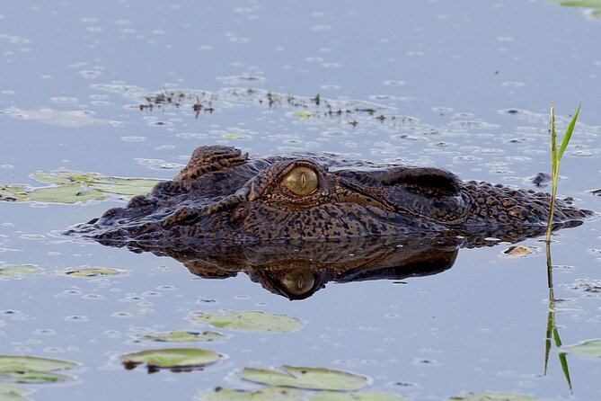 LookAbout Darwin Wetlands Wildlife Premium Tour Max 6 Guests - Is $112 good value?