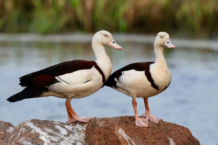 LookAbout Darwin Wetlands Wildlife Premium Tour Max 6 Guests - Who should book this experience?