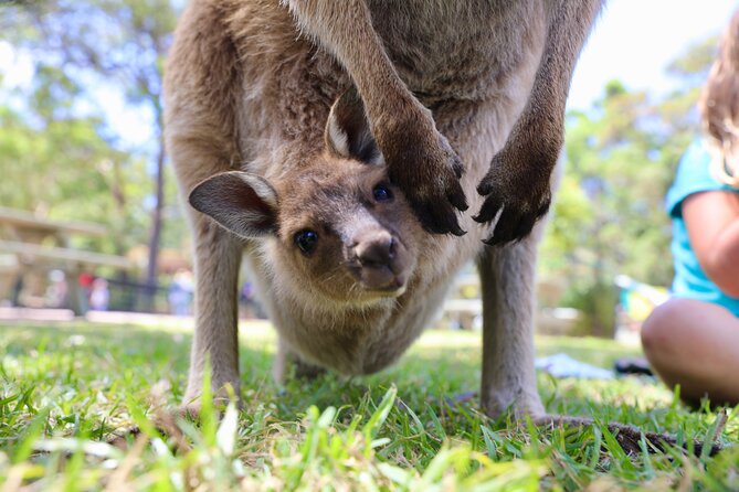 Luxury Hunter Valley Wildlife & Wine Tasting Tour from Sydney - Cheese, olive oil, and chocolate at Fat Cow Hunter Valley