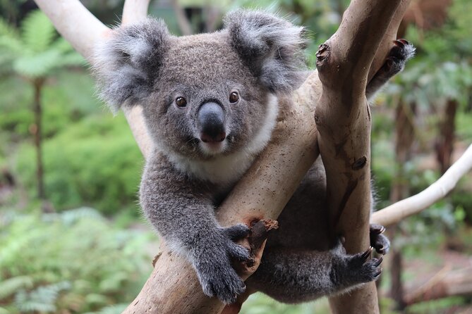 Luxury Hunter Valley Wildlife & Wine Tasting Tour from Sydney - Lunch at Oaks Cypress Lakes Resort