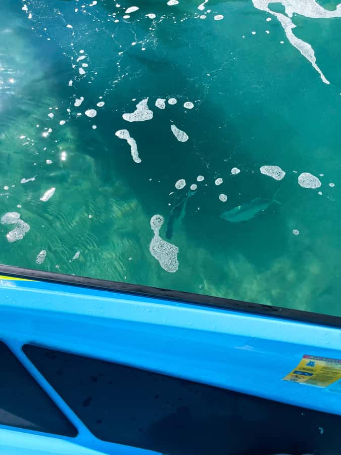 Magnetic Island: 5 Beach Bay Jet Ski Tour - The final 30 minutes: More bays and the ride home