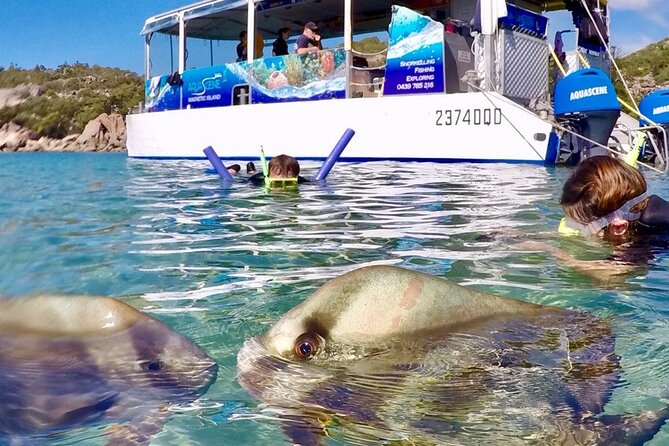 Magnetic Island Discovery Tour with Snorkeling & Paddle Boarding - What the $114.04 price really buys