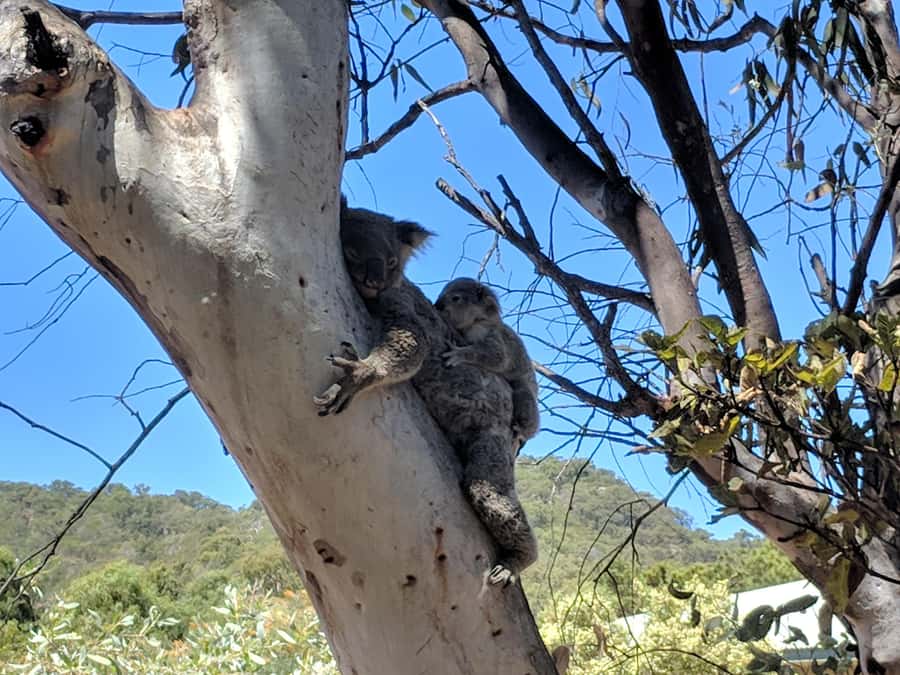 Magnetic Island: Guided Bus Tour with Morning Tea - Geoffrey Bay and the Allied Rock Wallabies